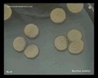 bacillus subtilis colonies on tryptic soy agar